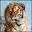 Super